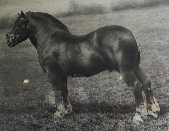 Tattingstone Beau Esprit - Suffolk Punch